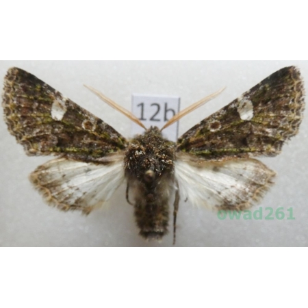 Valeria oleagina (Denis & Schiffermüller, 1775) Slovakia12b